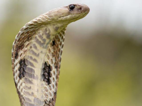 Defanged: Myths & Misconceptions - A documentary busting snake myths