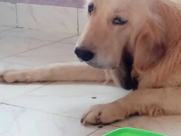 Help champ fight from tumor