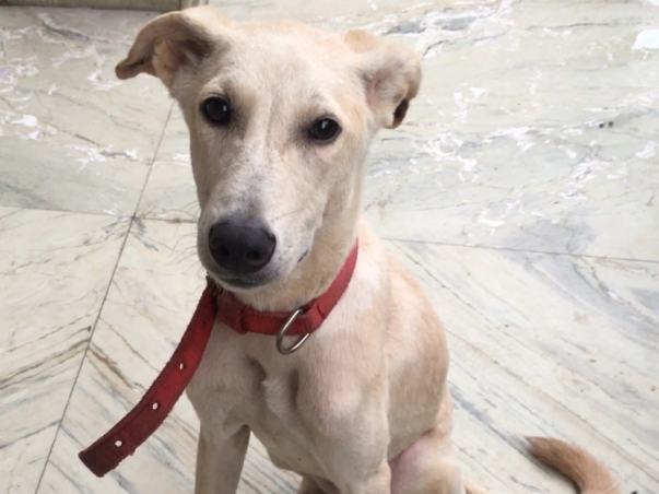 Help Kevin Reach His Home In Canada