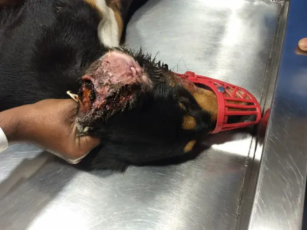 Help stray Pearl fight severe ear disease and amputation.