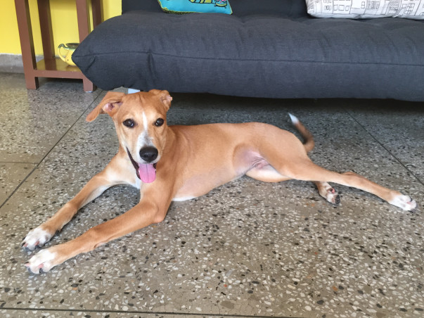 Help Roadie become a Homie ✈