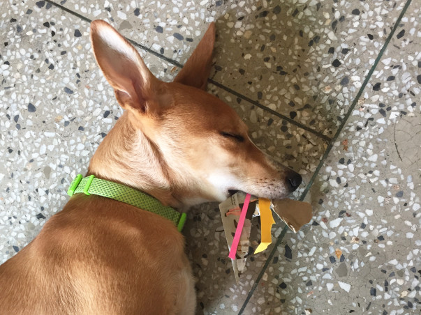 Help Roadie become a Homie ✈