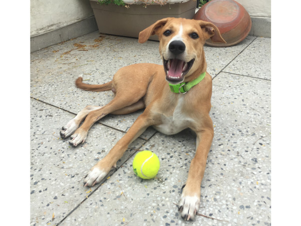 Help Roadie become a Homie ✈