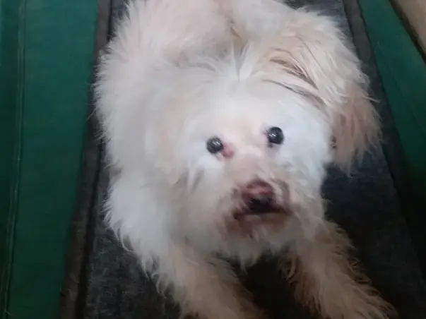 Help Bella and Lagoon recover