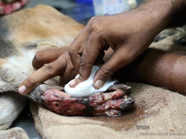 AASTHA  (ANIMAL SHELTER CUM HOSPITAL)