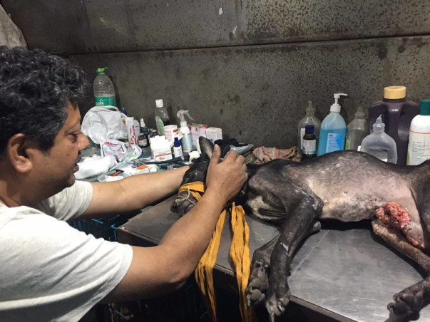 AASTHA  (ANIMAL SHELTER CUM HOSPITAL)