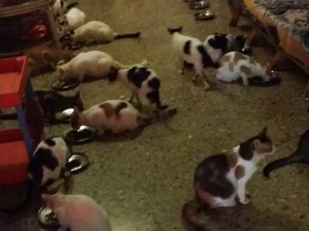 November Food Fund - Cat Sanctuary Goa