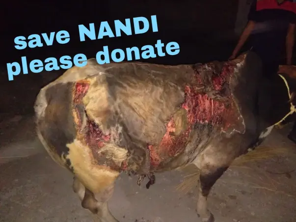 Help Nandi-Cow To Survive