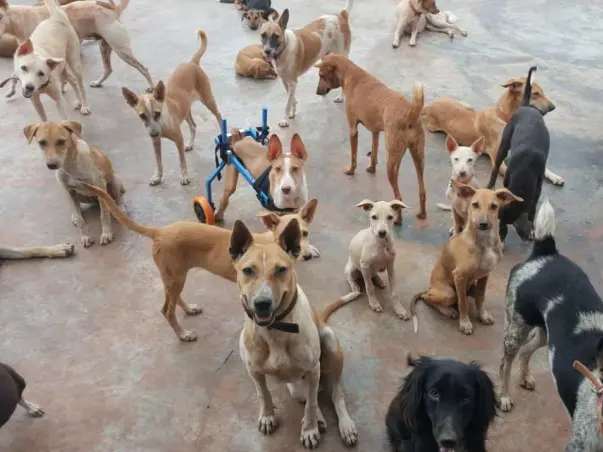 Help WSA Provide A Better Life To The Voiceless Strays