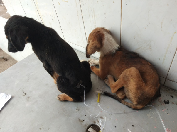 Help Mahreen Save Dogs and Give Them Shelter