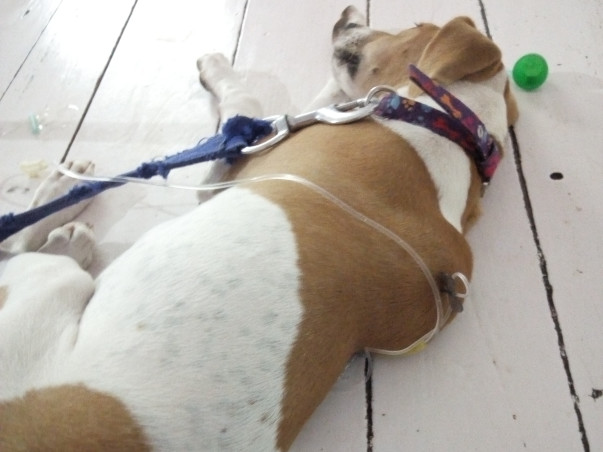 Help Mahreen Save Dogs and Give Them Shelter