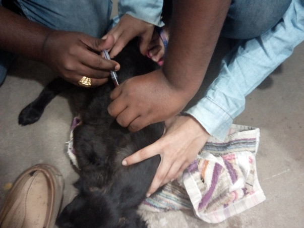 Help Mahreen Save Dogs and Give Them Shelter