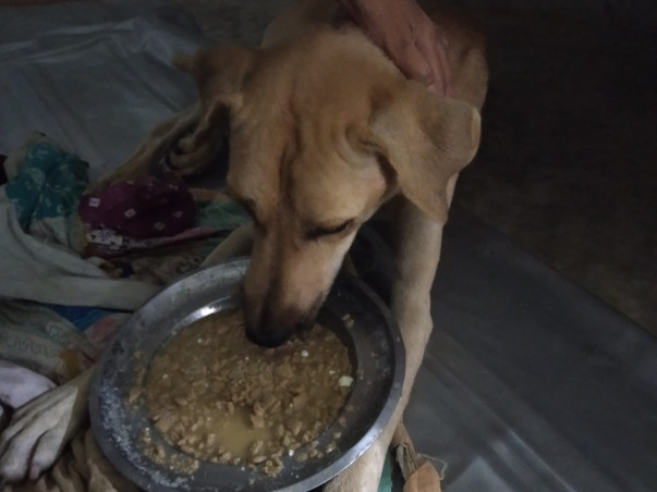 Help Mahreen Save Dogs and Give Them Shelter