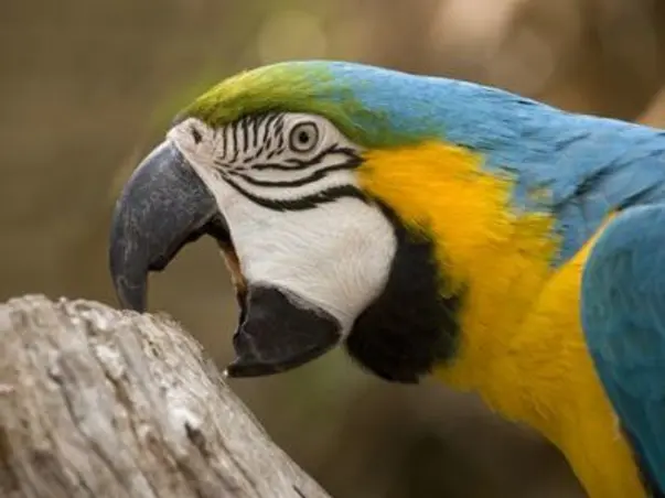Help Us Save Parrots