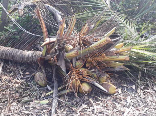 Help Cyclone Gaja impacted farmers to live again