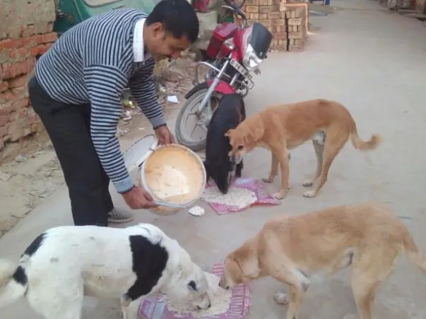 Do support 300+ dogs' medical needs & care by donating to us