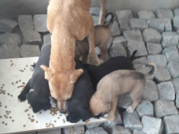 Do support over 1000 street dogs' during Covid-19 crisis in India