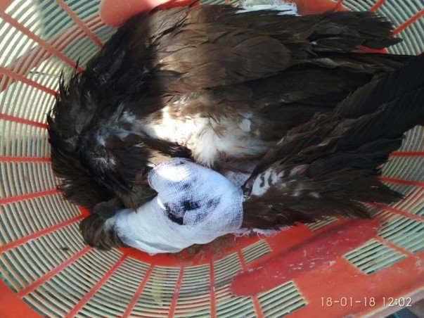 Save Birds Campaign, Uttarayan-2019