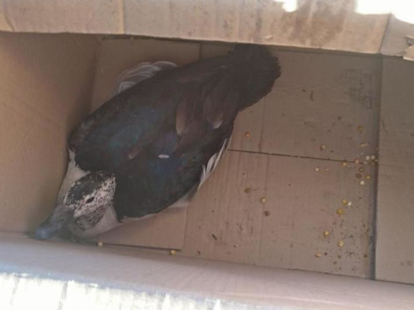 Save Birds Campaign, Uttarayan-2019