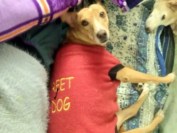 Barbie The Doll looks for Her Forever Home.