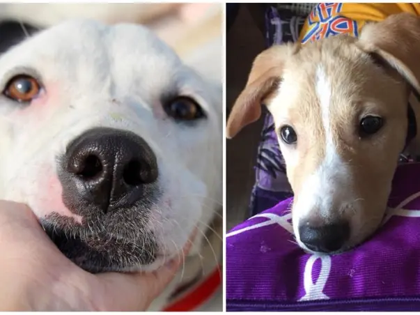 Help Ernie and Tyra Fly Overseas