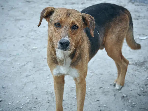 Help Kalyani Animal Welfare Foundation Save Street Dogs of India