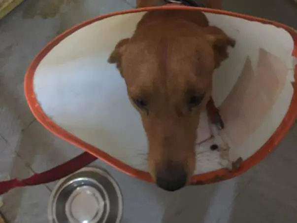 Brownie a stray was saved by Yoda NGO Khar