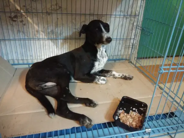 Fudge Needs Your Help!