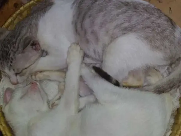 Help Keep Aneesh and Beena's Animal Shelter Open!