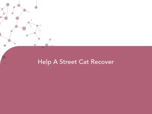 Help A Street Cat Recover