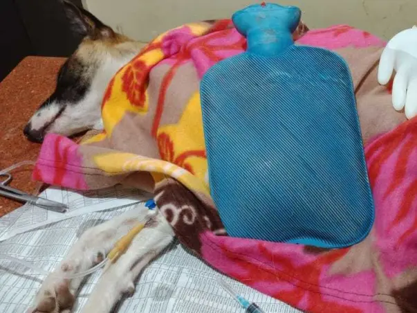 Help Cinnamon and her Pups!