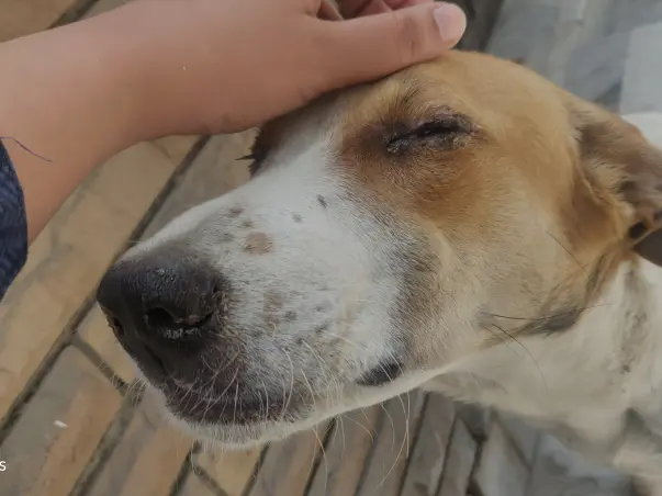 Suffering from Distemper please Help Innocent stray Dog Mickey