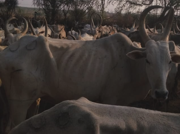 Save the Desi Cows who are dying of hunger in Karnataka