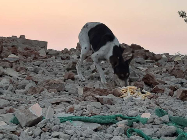 Over 450 Dogs are dying at Navi Mumbai Airport Site!
Help them!