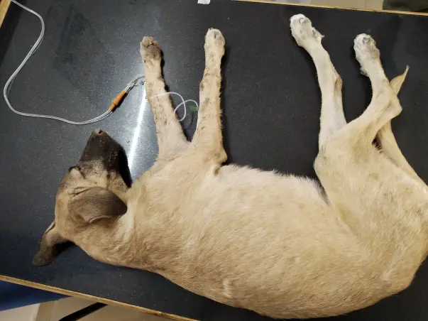Help Stray Puppies fight back viral infection