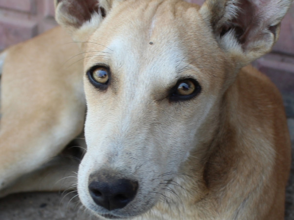 Help These Stray Pups Fly To Their Forever Homes In USA