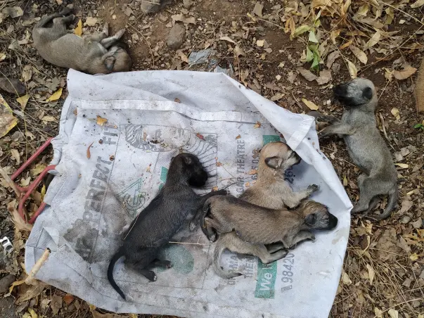 Please Paws a Minute for these abandoned 10 days old pups 😞