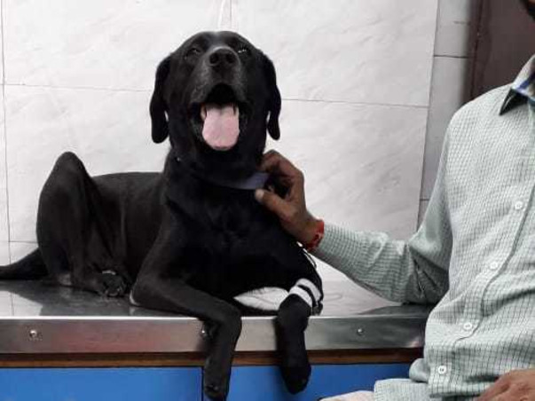 Help My pet DENNY recover from his health issues.