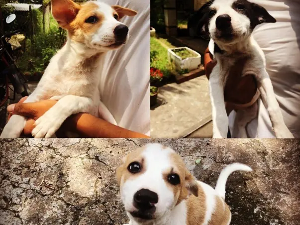 Build a School Animal Shelter that Employs at-risk Teens
