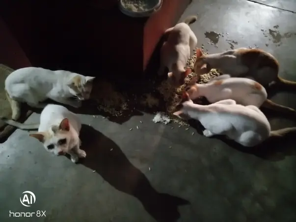 HELP THE VOICELESS!!!