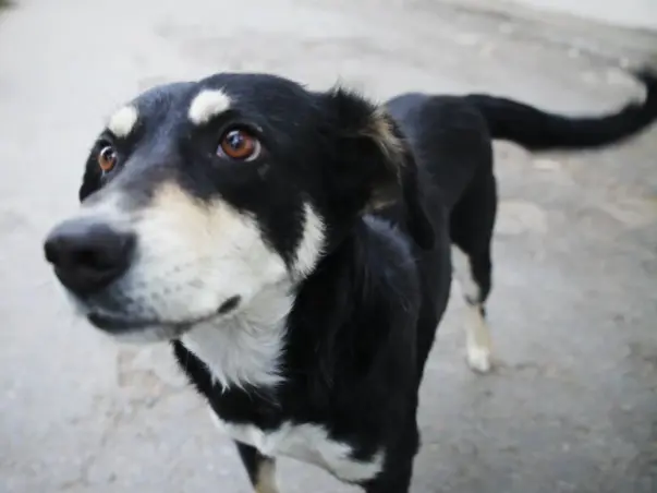 Save Dogs from Dying in Accidents! Help for Reflective Collar Drive!