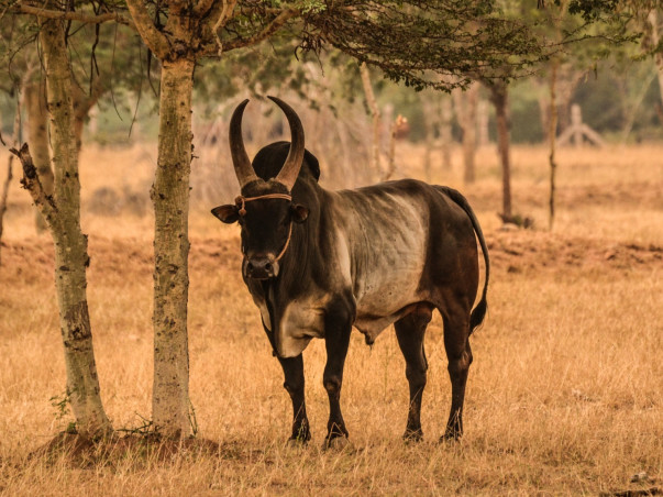 Kangayam cattle show 2019