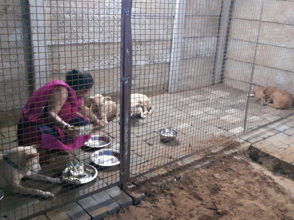 Construction and renovation of our Stray Dog Home DUGGU'S SHELTER HOME