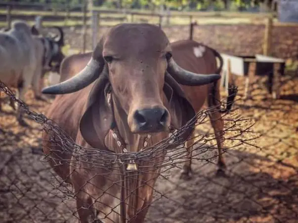 Support Ketan To Build A Gaushala