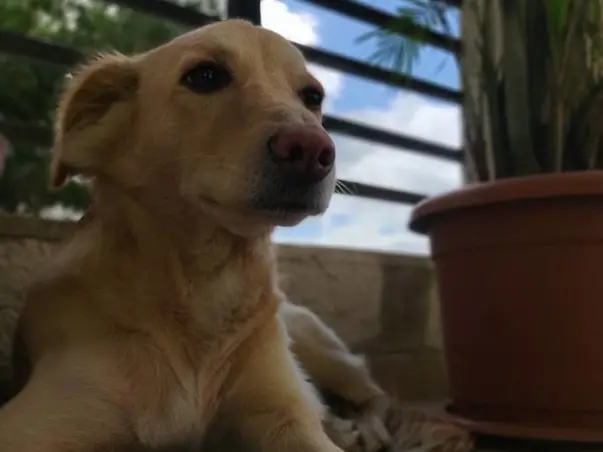 Relocation of Sam from India to South Africa