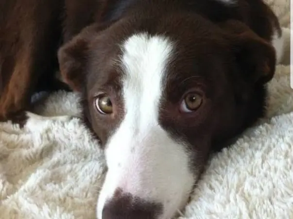 Help Us Get Our Dog Treated