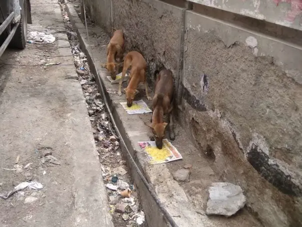 Help Me Feed Street Dogs