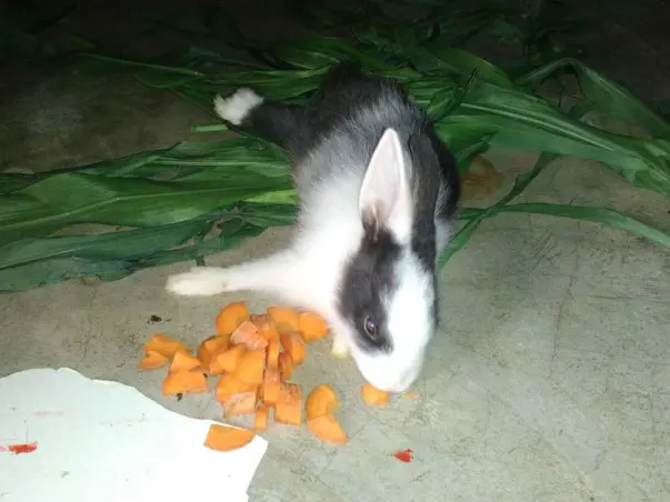 Help Bunny to Fight  by Birth Paralysis