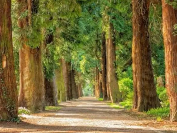 Save Nature, Plant Trees
