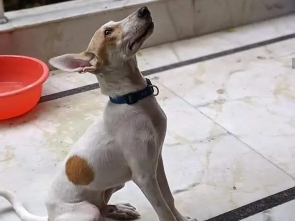 HELP HIM FLY THE ROAD TO HIS FOREVER HOME IN NEW JERSEY!